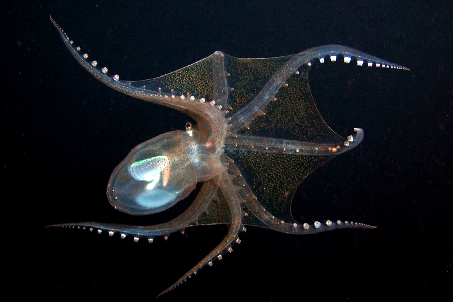 octopus-vitrelladonella-richardi.jpg?w=1