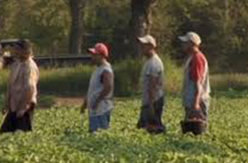 ZOMBIE farm labor is expected to outpace migrant labor by 2019.
