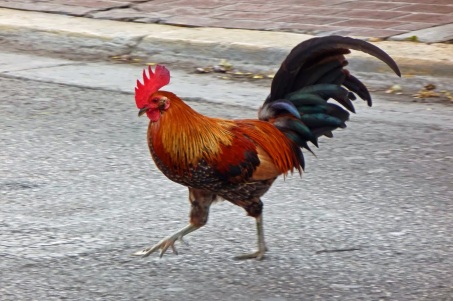 Strutting Rooster One